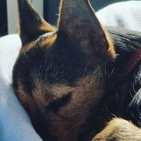 Dog (@przemyslawchmi3) 's Twitter Profile