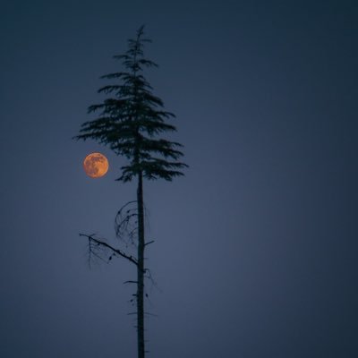 aloyyyh's profile picture. CS- KFU ./Frontend