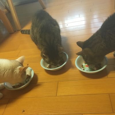 統合する事もあり、Twitter復帰かな。暫く見るだけになってましたが。ログレスはW1に居ます。宜しくお願いしますヾ(o≧∀≦o)ノ゙