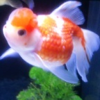 335x89's profile picture. お茶の間から広く浅く楽しいことを愛でるひと。エンタメは感覚で楽しむタイプ。
かてぃん（角野隼斗）、Penthouse、八咫烏シリーズ、3人の橋本（さとし、じゅん、淳）を推してます。普段はExcelVBAで生きてます（野良）。左耳が難聴、右耳は聴覚過敏。めんどくさい奴と言われます。