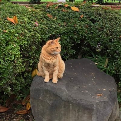 Mangekyou386's profile picture. 75年大学入学以来の、ヤクルトファンです。