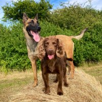 PD Roost & PD Zero 🐾(@PDRoost_PDZero_) 's Twitter Profile Photo