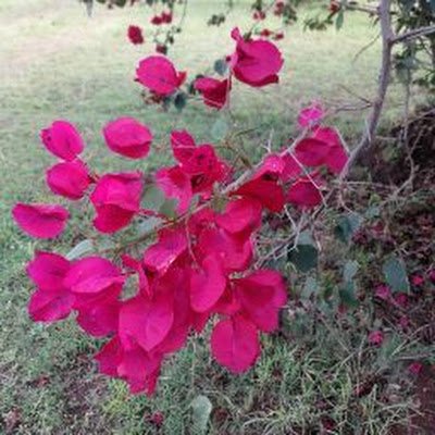 BosubenNelson's profile picture. 