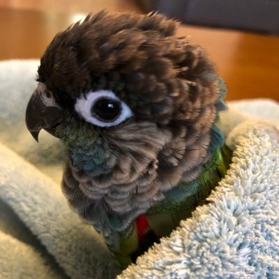 kisara_kacak's profile picture. かわいい鳥を見せびらかしています。 シンジュウロコインコ(🎂2021.09.30🏠2022.04.26 ♂)