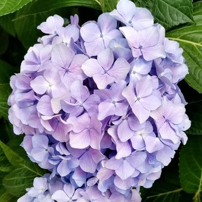 普通の専業主婦の無害なアカウントです。うつ病の人。実母が一切話が通じない毒親。趣味は積ん読とジュエリーを眺めること。スパムからのフォローが多いので基本鍵にしますが、言いたいことがあるときは鍵を開けます。