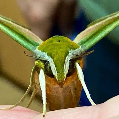 hinata_bocco3's profile picture. 虫さんぽ(写真iPhone)