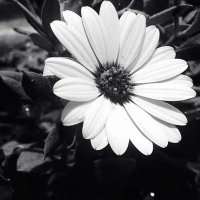 Bahar Ersoy (@baharrossa) Twitter profile photo