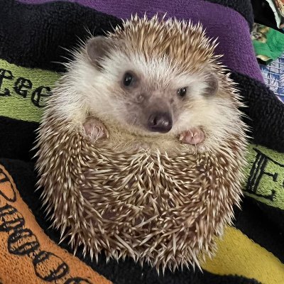 Librarian (cataloger to be specific), avid reader (romance, sf, mysery, fant....), Hedgehog owner, quilter She/Her