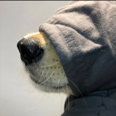 Lionkingvariety's profile picture. 