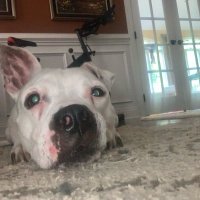 Pit of Our Souls Rescue(@PitofOurSouls) 's Twitter Profileg