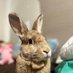 Bunny (@oodlef4) Twitter profile photo Bunny (@oodlef4) Twitter profile photo
