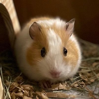がすとん。さんのプロフィール画像