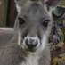 Kangaroo Pics🦘 (@KangarooPics) Twitter profile photo