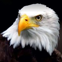 Nuno Fernando Carvalho (@nunofernandoca2) 's Twitter Profile