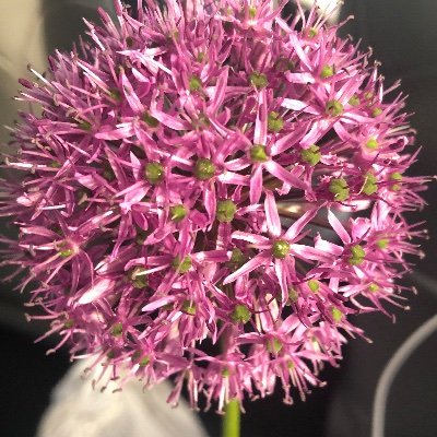 Zaharak77512105's profile picture. 