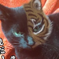 高橋や (@takahashi_ya3) Twitter profile photo