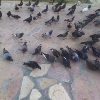 TTourawa's profile picture. Tourawa tourawa