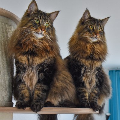 Roy and Moss are Norwegian Forest Cats from Hungary living in Switzerland.

YouTube Channel: https://t.co/KuOAHbsvjE