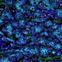 Stallaert Lab (@stallaertlab) 's Twitter Profile