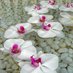 شموس راحله 🌺 (@206lwwrgedm9e93) Twitter profile photo شموس راحله 🌺 (@206lwwrgedm9e93) Twitter profile photo