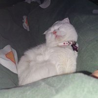 meldathemotherofaqueen (@meldathenon) Twitter profile photo