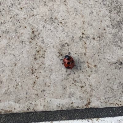 ぼっとキングさんのプロフィール画像