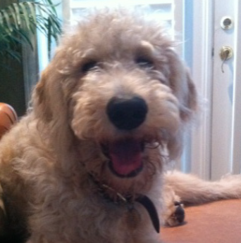 I'm a Labradoodle Prince living in Houston, TX and loving my Mom and my many Friends. I'm a very loving, slightly spoiled, eco-friendly and web-savvy puppy dog!