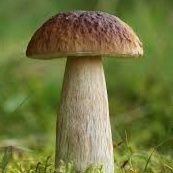 Grybienos_gryb's profile picture. .