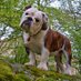 ìññö dé Búlldøg®🐶🐕 (@innoboy04) Twitter profile photo