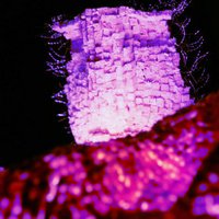 ARPP (@arpp) 's Twitter Profile