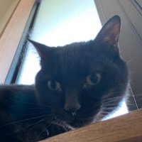 Sleepyhead Autie (@sleepy_autie) 's Twitter Profile