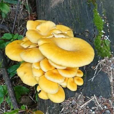 きのこの写真を撮るのが趣味 全てスマホ撮影
時々食べます/
fungus  mashrooms/
DM❌冬は大人しくしてます

  北海道住み

きのこ用インスタ
https://t.co/8wRQz2iigi