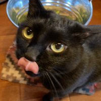 くろねこに飼われてます(@6zbIo7r5QzAL0nt) 's Twitter Profile Photo