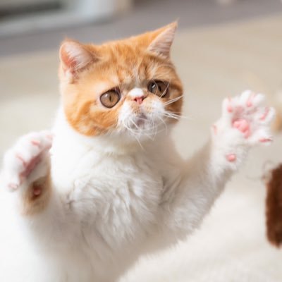 2022年2月21日生まれのエキゾチックショートヘア🐈 女の子です。家族で更新してます🖥写真動画の無断転載だめだよ〜!🐟無言フォロー失礼します🙇♀️