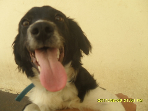 lipeedogfeet's profile picture. um cão da raça border collie pupy e chato igual ao dono.