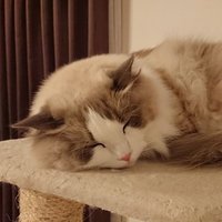 まぁ太ちゃん (@maatadayoo) 's Twitter Profile