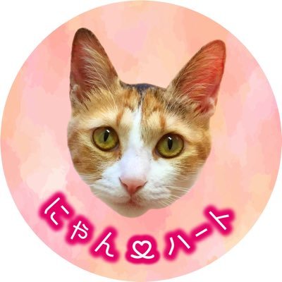 さこと申します😃家猫は3匹、保護猫多数います。 2021/4/1より「にゃん♥️ハート」という保護と譲渡会を行う活動を個人で開始。医療費自己負担で頑張っていましたが、先天性心疾患による肺水腫のサイダーの医療費がかなりかかる為、少しでも助けていただけたら助かります🙏。いちくん2024.12.1🌈