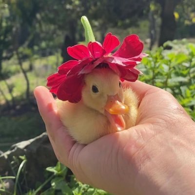 Samaさんのプロフィール画像