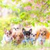 かおりママ(6ワンズ🐶) (@kaorinrin6wan) Twitter profile photo かおりママ(6ワンズ🐶) (@kaorinrin6wan) Twitter profile photo