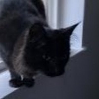 Luna_huge_cat's profile picture. i am huge cat1029 https://t.co/EoZdI8JLdm is my discord