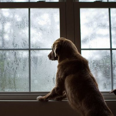 The only twitter account sharing the ADORABLE thoughts of dogs but all the dogs are mid-existential crisis.