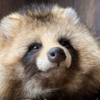 シムシロ (@u86xbmdzl6fz4fv) 's Twitter Profile