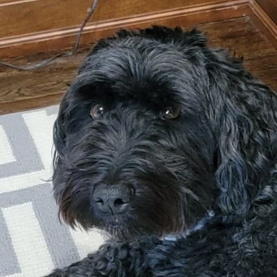 FrankArgi's profile picture. Credit Geek