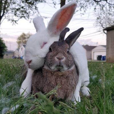 I mostly just tweet bunny stuff, star wars, and shipwreck stuff, so follow at your own risk. (30-something/bunmom of Floor🐰 + Rocksteady 🐰 🌈Bebop🌈6/10/23)