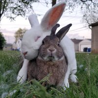 Bebop🌈 & Rocksteady's Human (@misserinrenee) 's Twitter Profile Photo