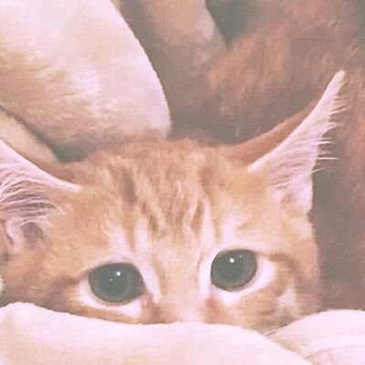猫飼いたい*スイーツ好きです🌸ネットで学んだ哲学的なことを発信する趣味垢です*こういうの好きな人いたら大歓迎です*苦手な人はスルーして下さい*無言フォロー失礼します