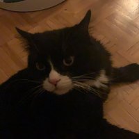 bankseamt draogn (@backseatdragon) 's Twitter Profile