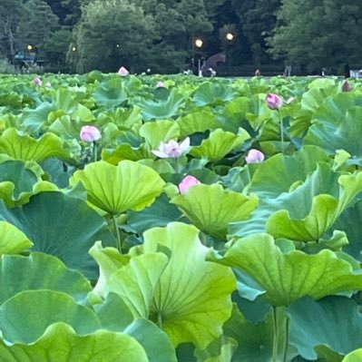 ZKE205vzTQsj5XP's profile picture. ポジティブに生きる！