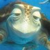 the Stoner Turtle ๐ข๐จ (@itsgrumpyadam2) Twitter profile photo the Stoner Turtle ๐ข๐จ (@itsgrumpyadam2) Twitter profile photo