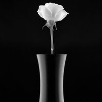 To To (@toto81092879) 's Twitter Profile Photo